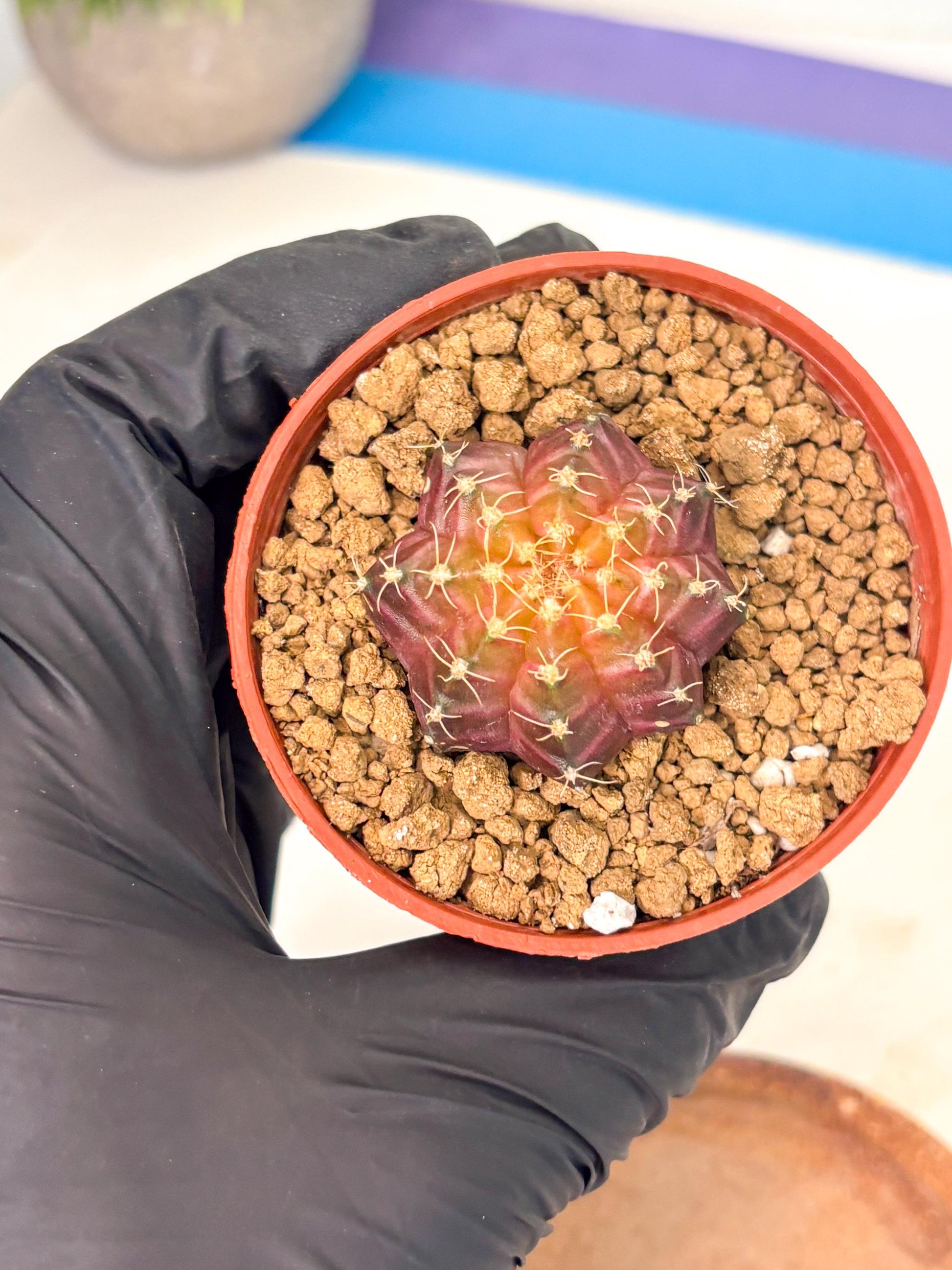 Gymnocalycium Neon (gy14) (p4) | Variegated cactus