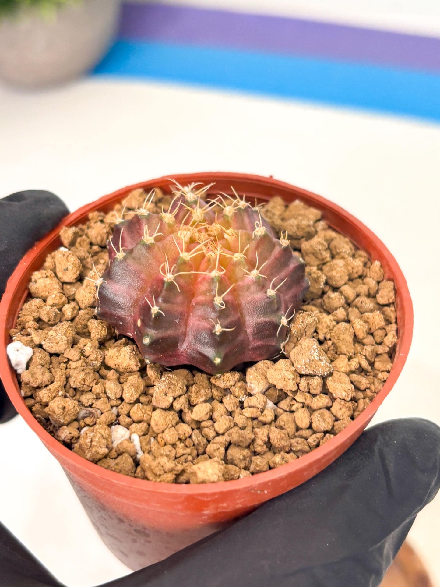 Gymnocalycium Neon (gy14) (p4) | Variegated cactus