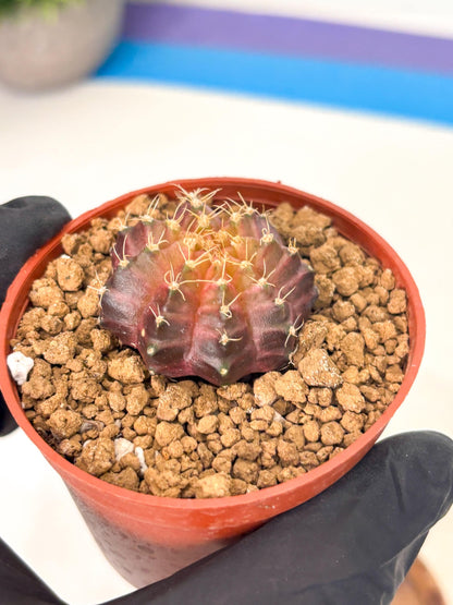 Gymnocalycium Neon (gy14) (p4) | Variegated cactus