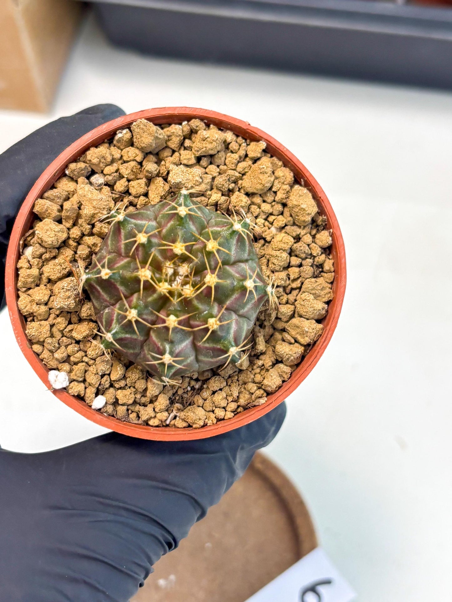Gymnocalycium Neon (gy14) (p6) | Variegated cactus