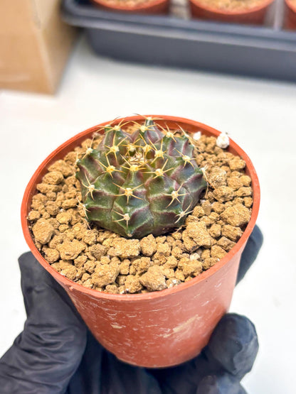 Gymnocalycium Neon (gy14) (p6) | Variegated cactus