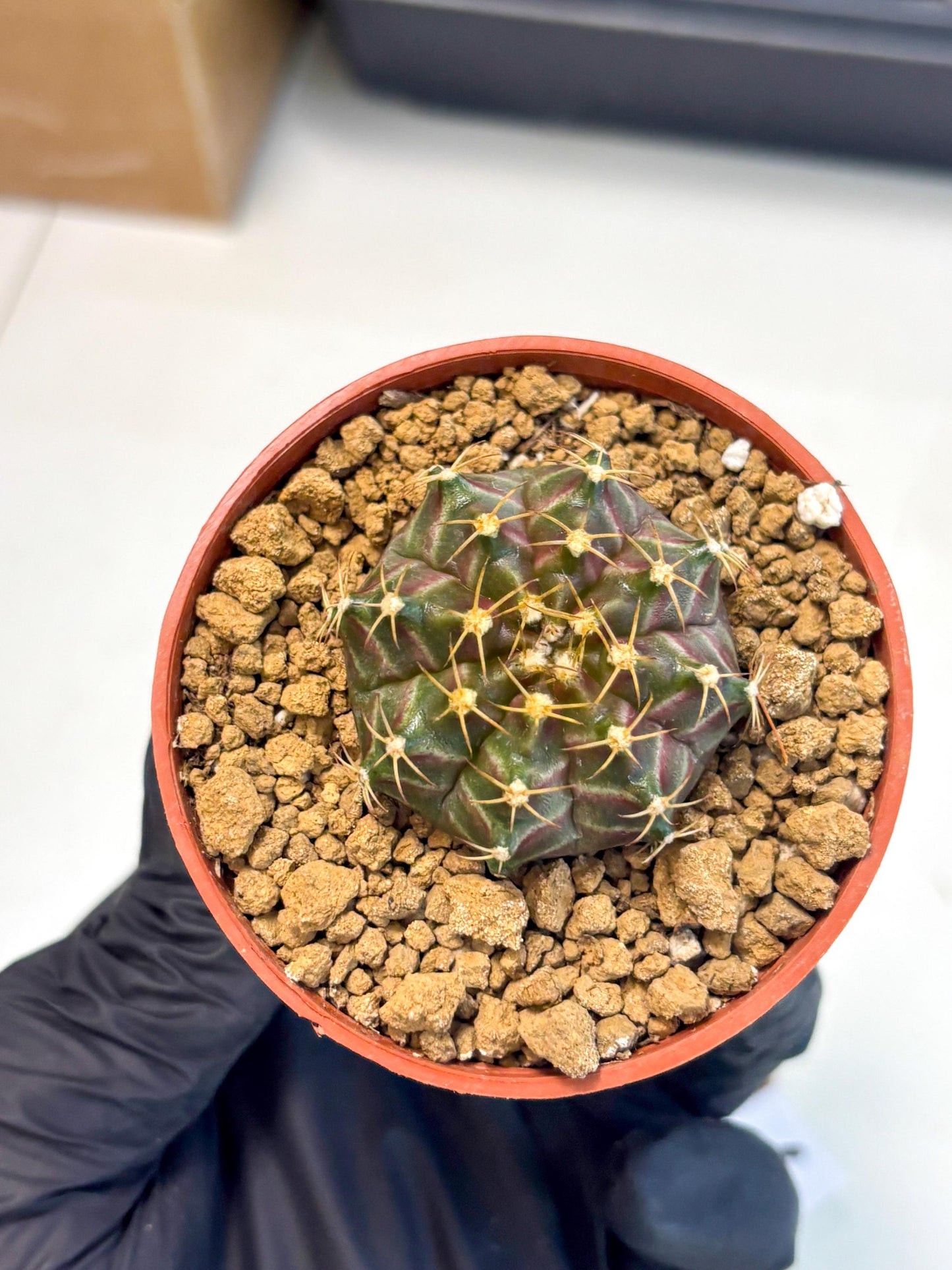 Gymnocalycium Neon (gy14) (p6) | Variegated cactus