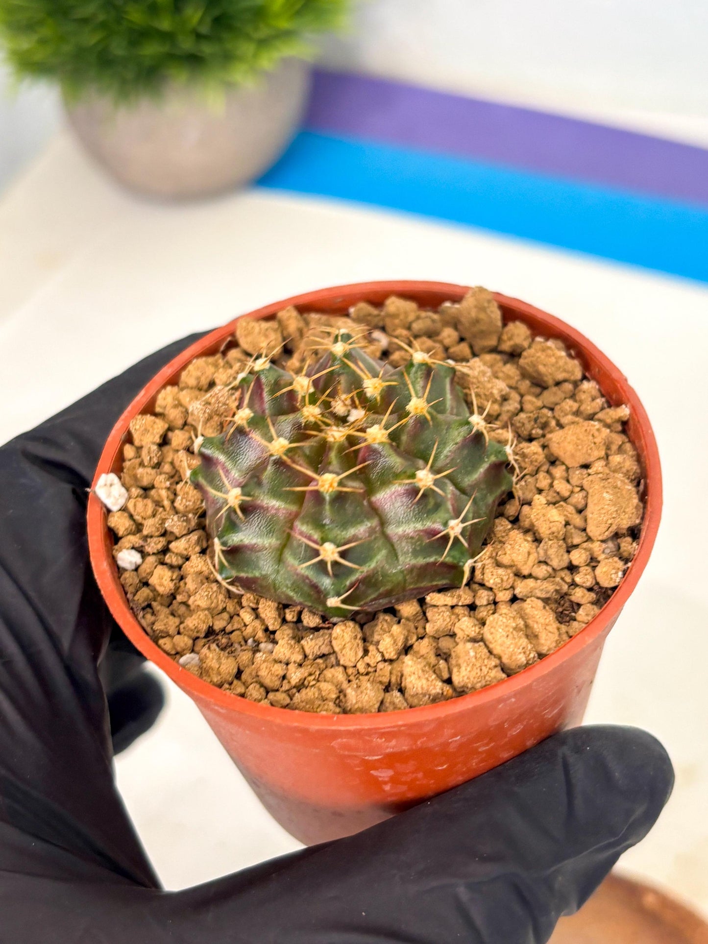 Gymnocalycium Neon (gy14) (p6) | Variegated cactus