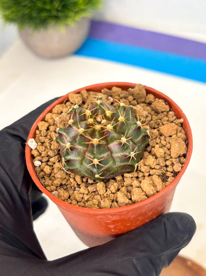 Gymnocalycium Neon (gy14) (p6) | Variegated cactus