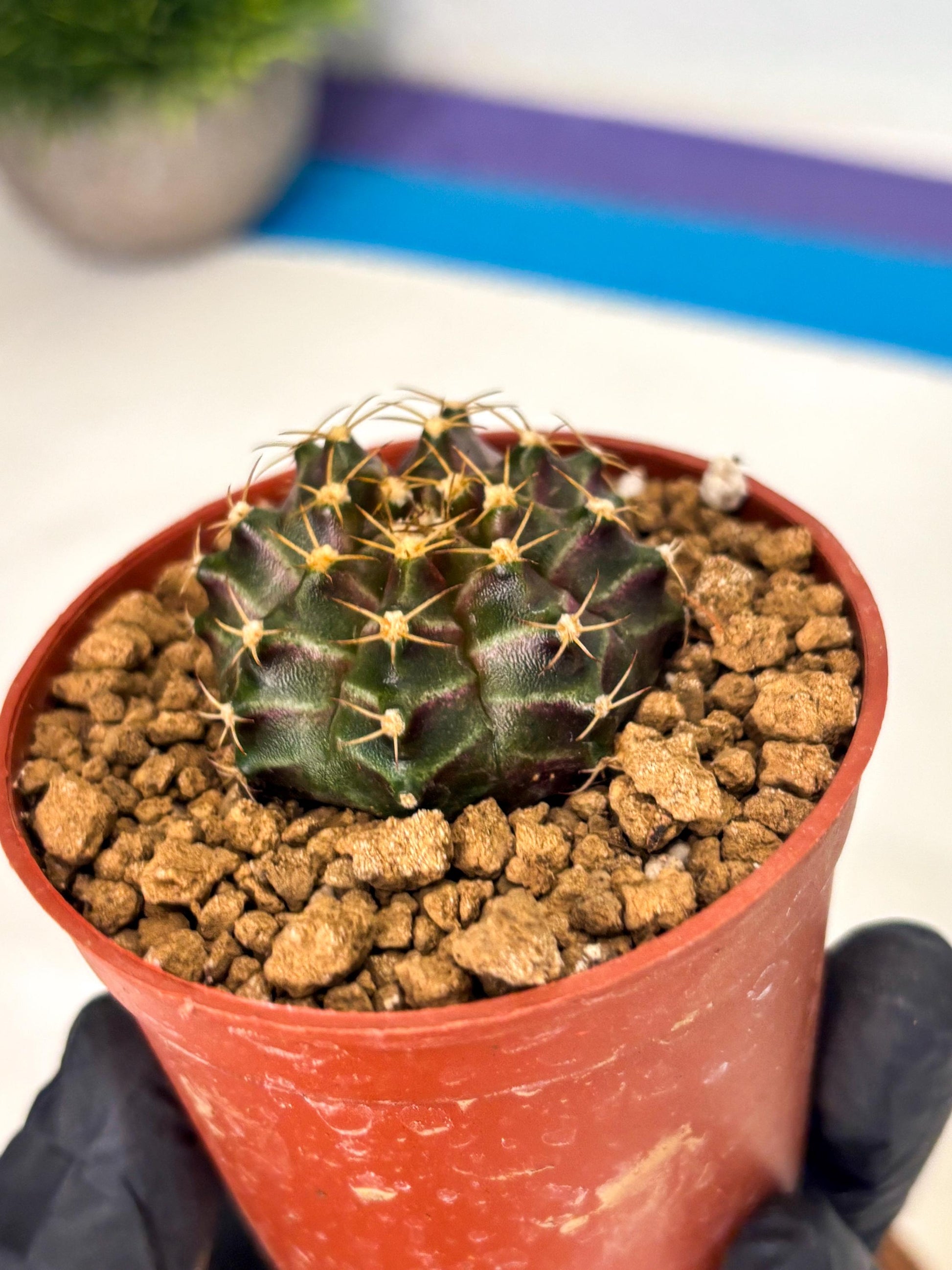 Gymnocalycium Neon (gy14) (p6) | Variegated cactus