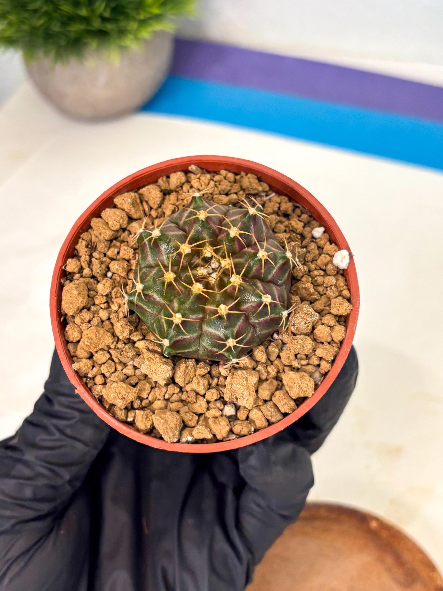 Gymnocalycium Neon (gy14) (p6) | Variegated cactus