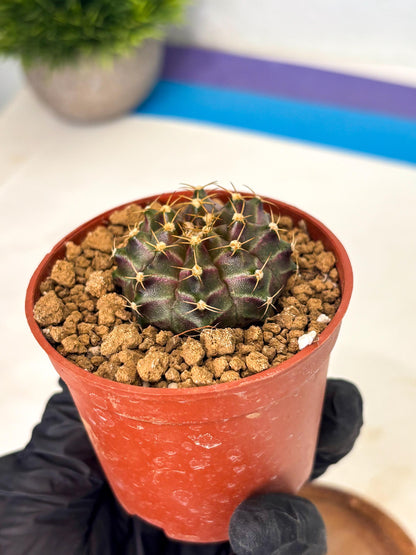 Gymnocalycium Neon (gy14) (p6) | Variegated cactus