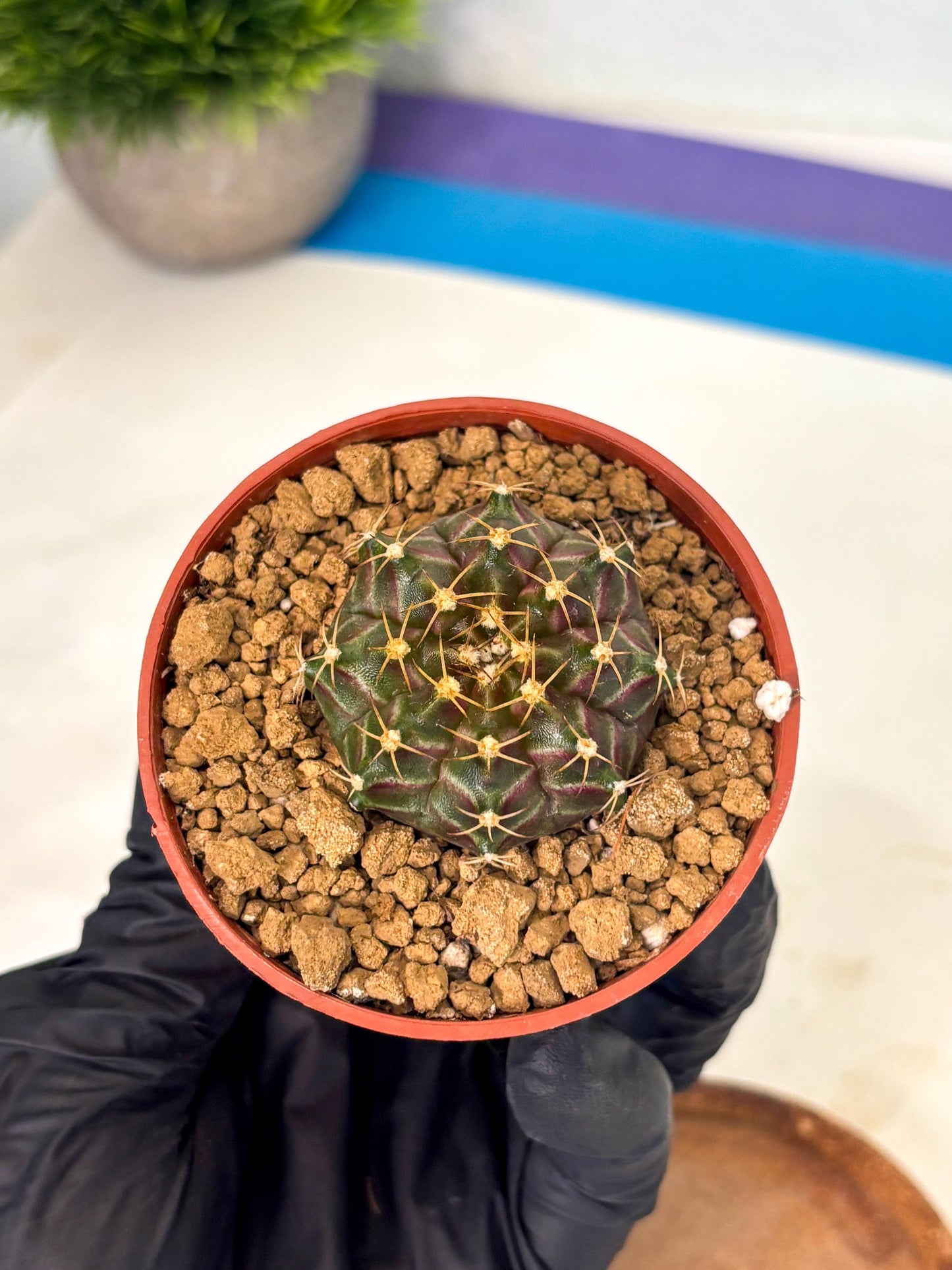 Gymnocalycium Neon (gy14) (p6) | Variegated cactus