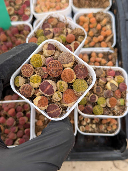 Mix Lithops (rr) | In 2inch Pots