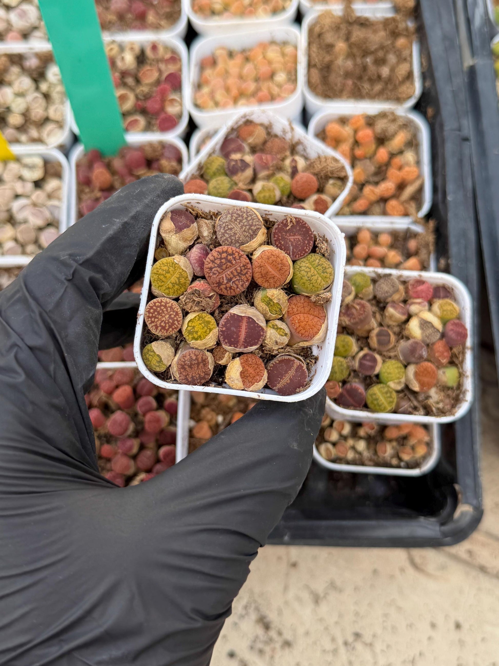 Mix Lithops (rr) | In 2inch Pots