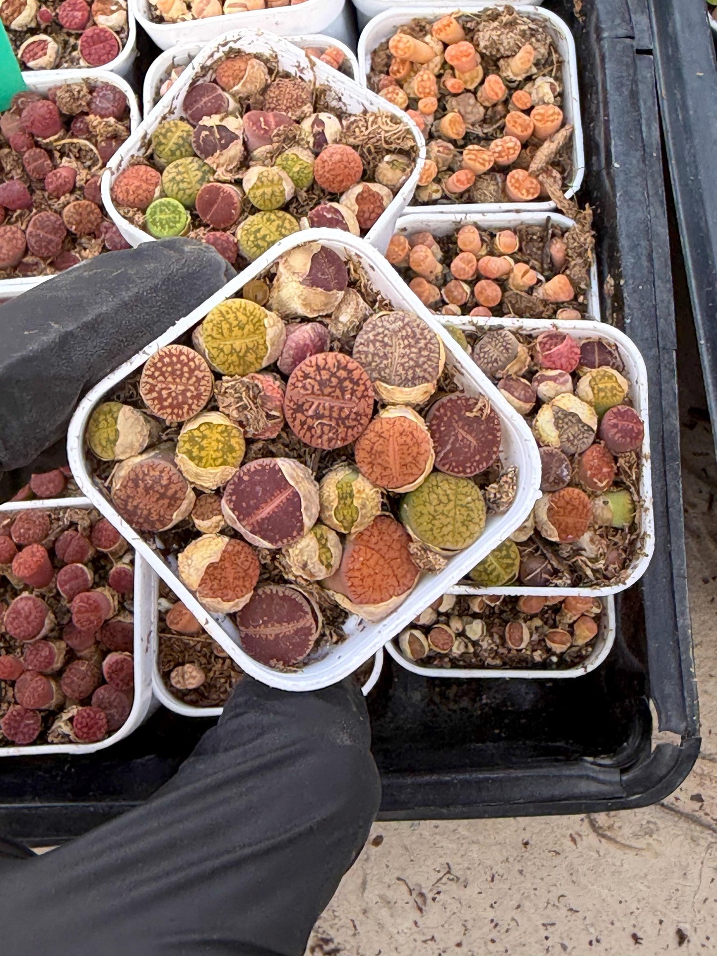 Mix Lithops (rr) | In 2inch Pots