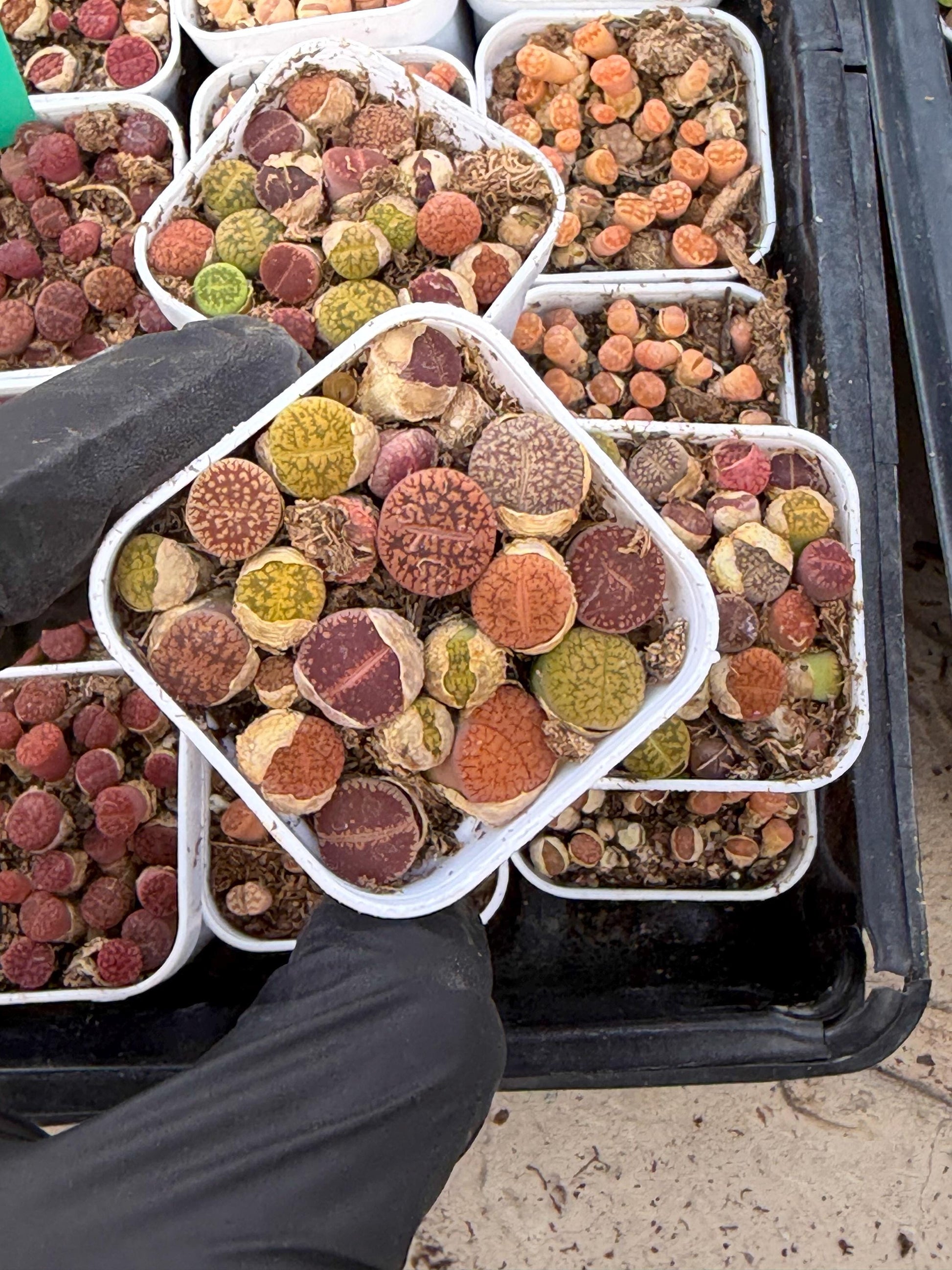 Mix Lithops (rr) | In 2inch Pots