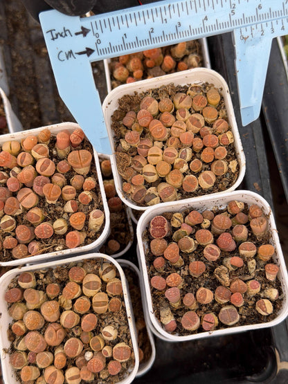 Brown Lithops (gg) | In 2inch Pots