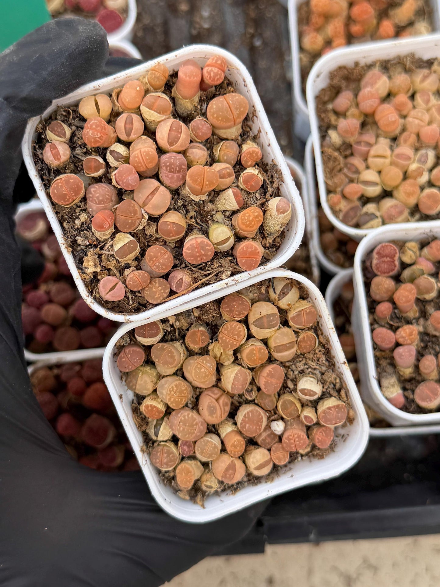 Brown Lithops (gg) | In 2inch Pots