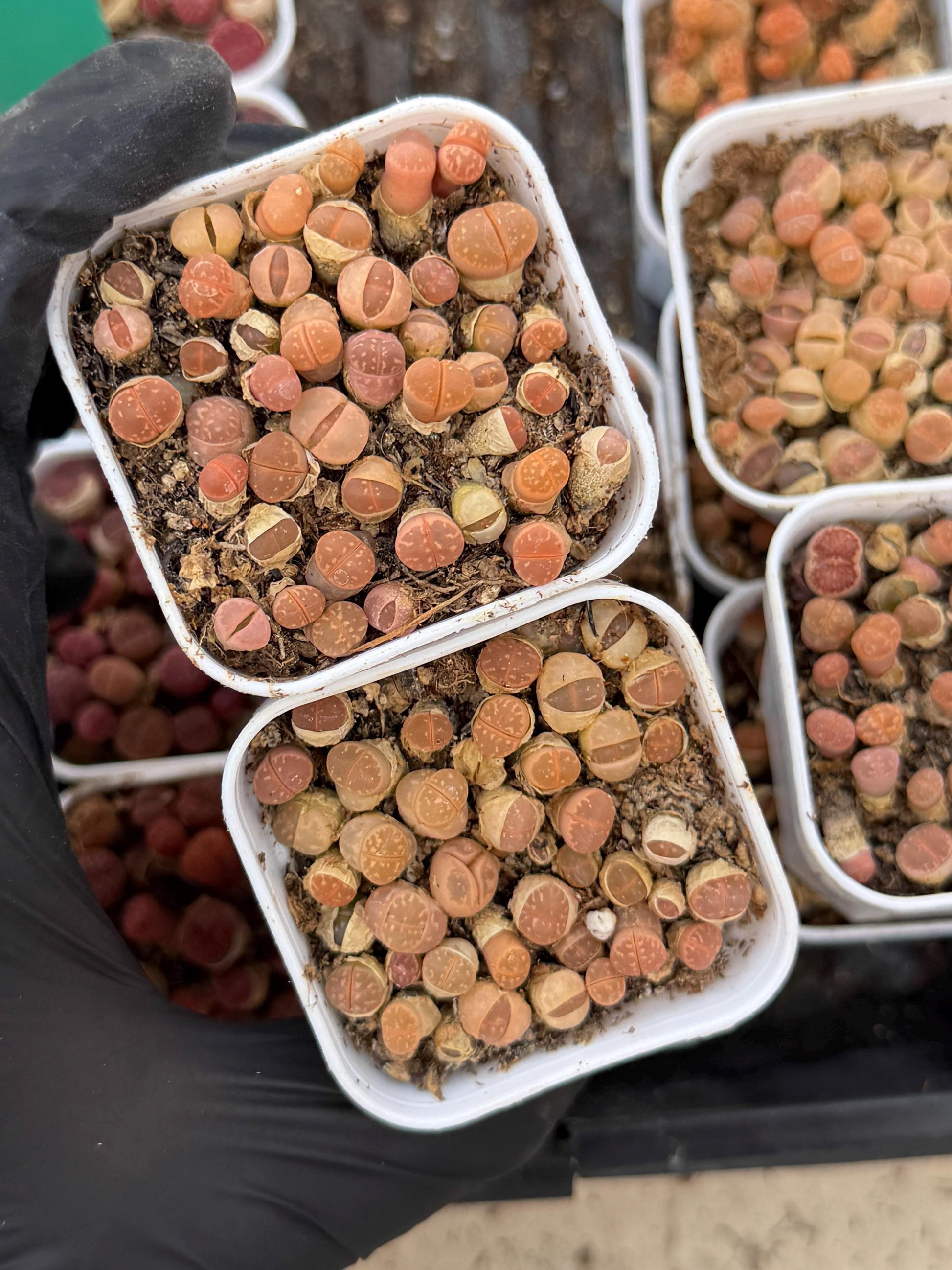 Brown Lithops (gg) | In 2inch Pots