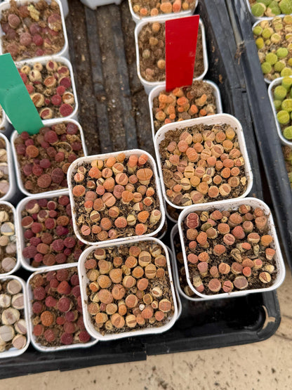 Brown Lithops (gg) | In 2inch Pots