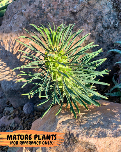 Rare Clandestina (2) | Indoor Plant