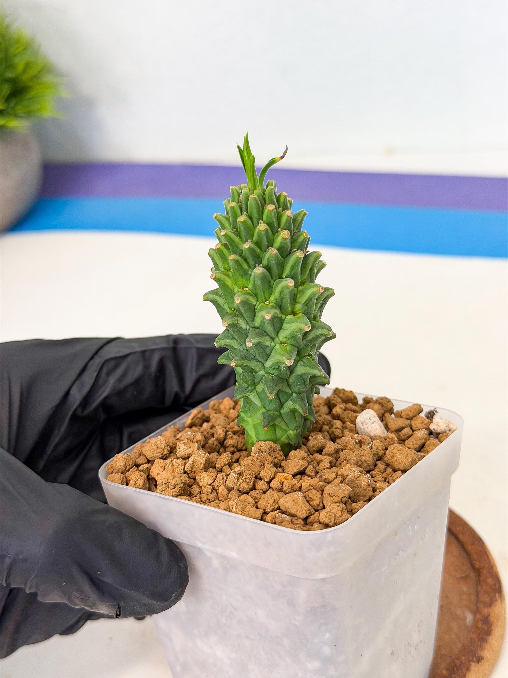 Rare Clandestina (1) | Indoor Plant
