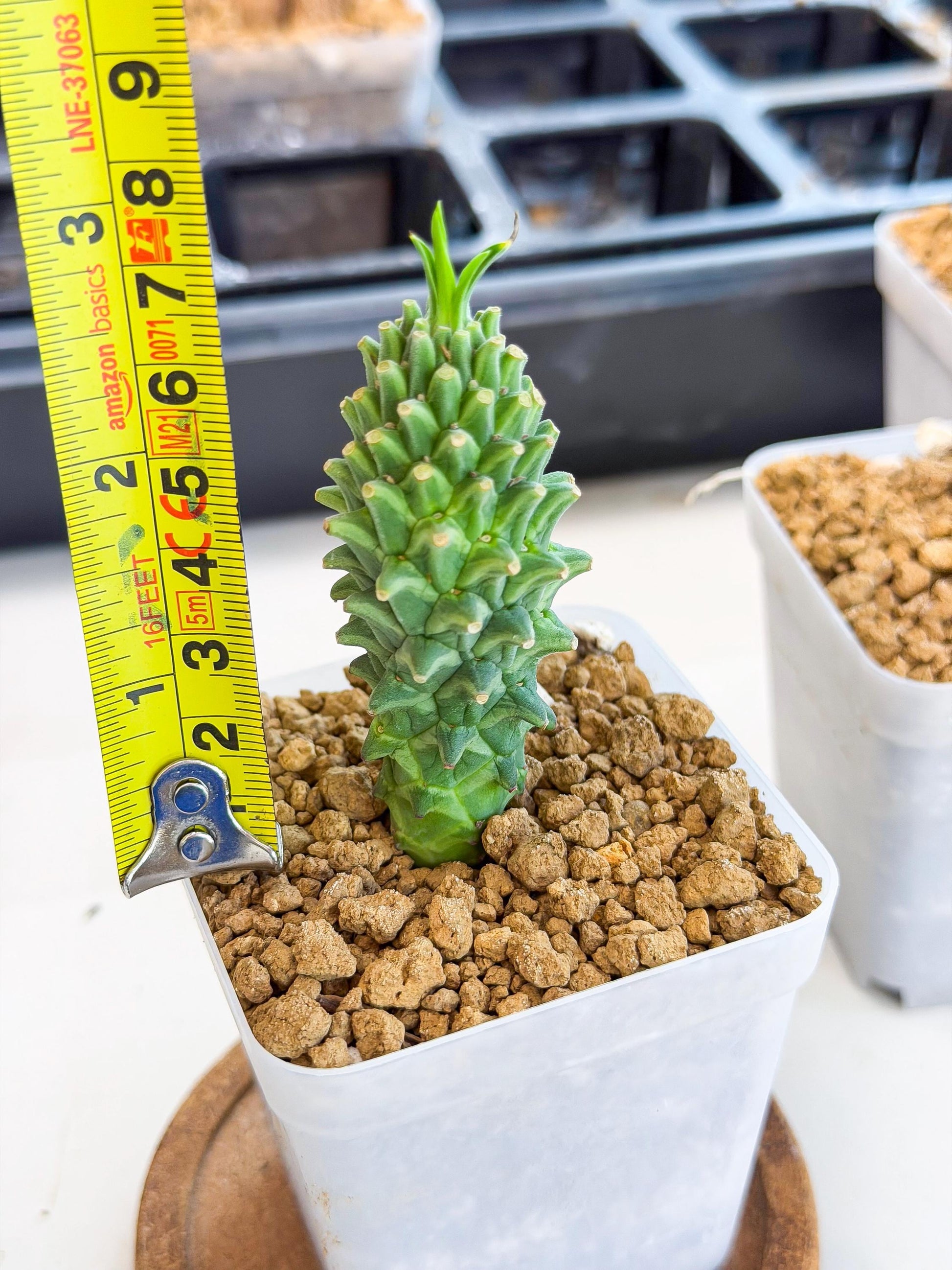 Rare Clandestina (1) | Indoor Plant