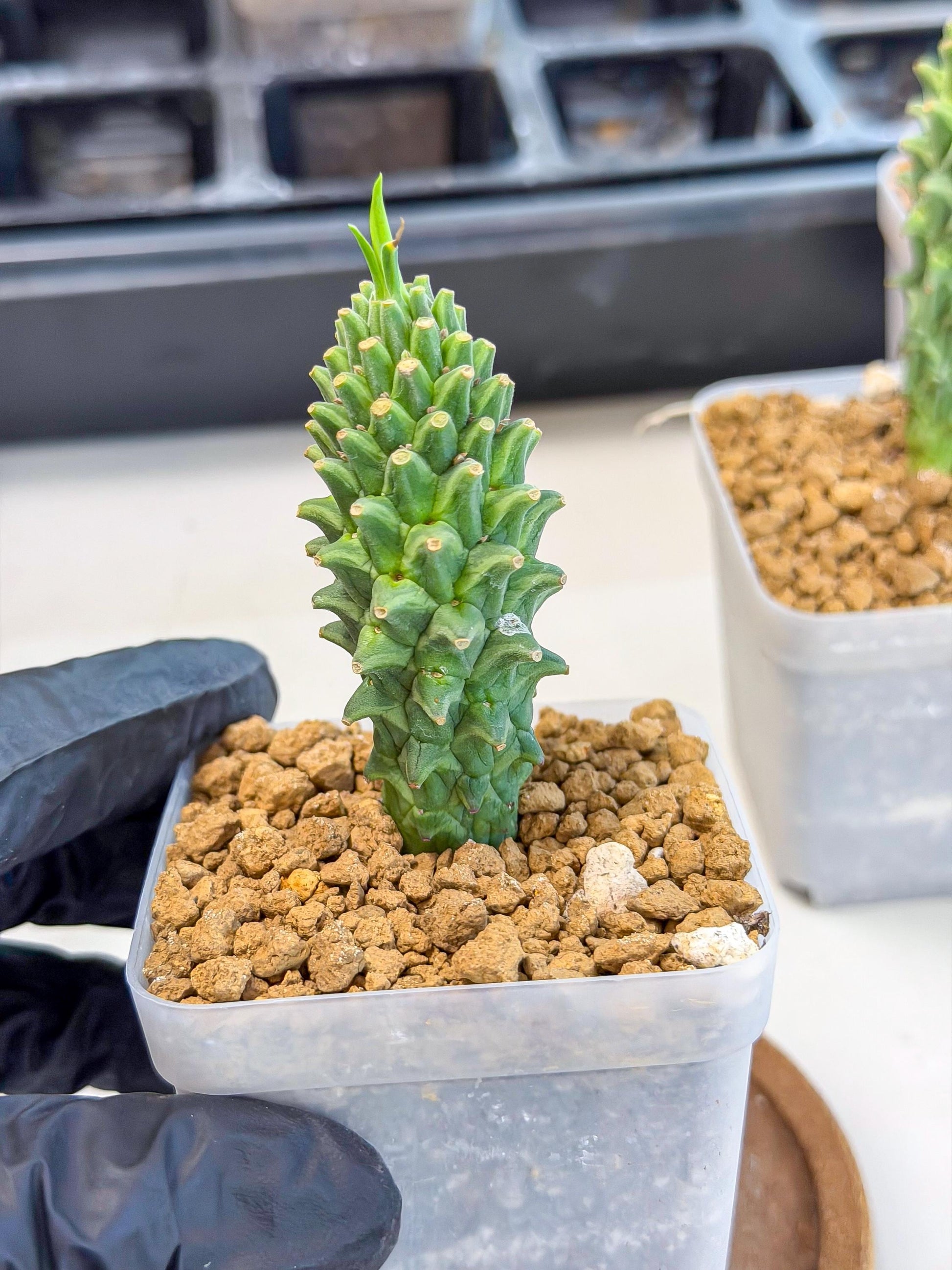 Rare Clandestina (1) | Indoor Plant