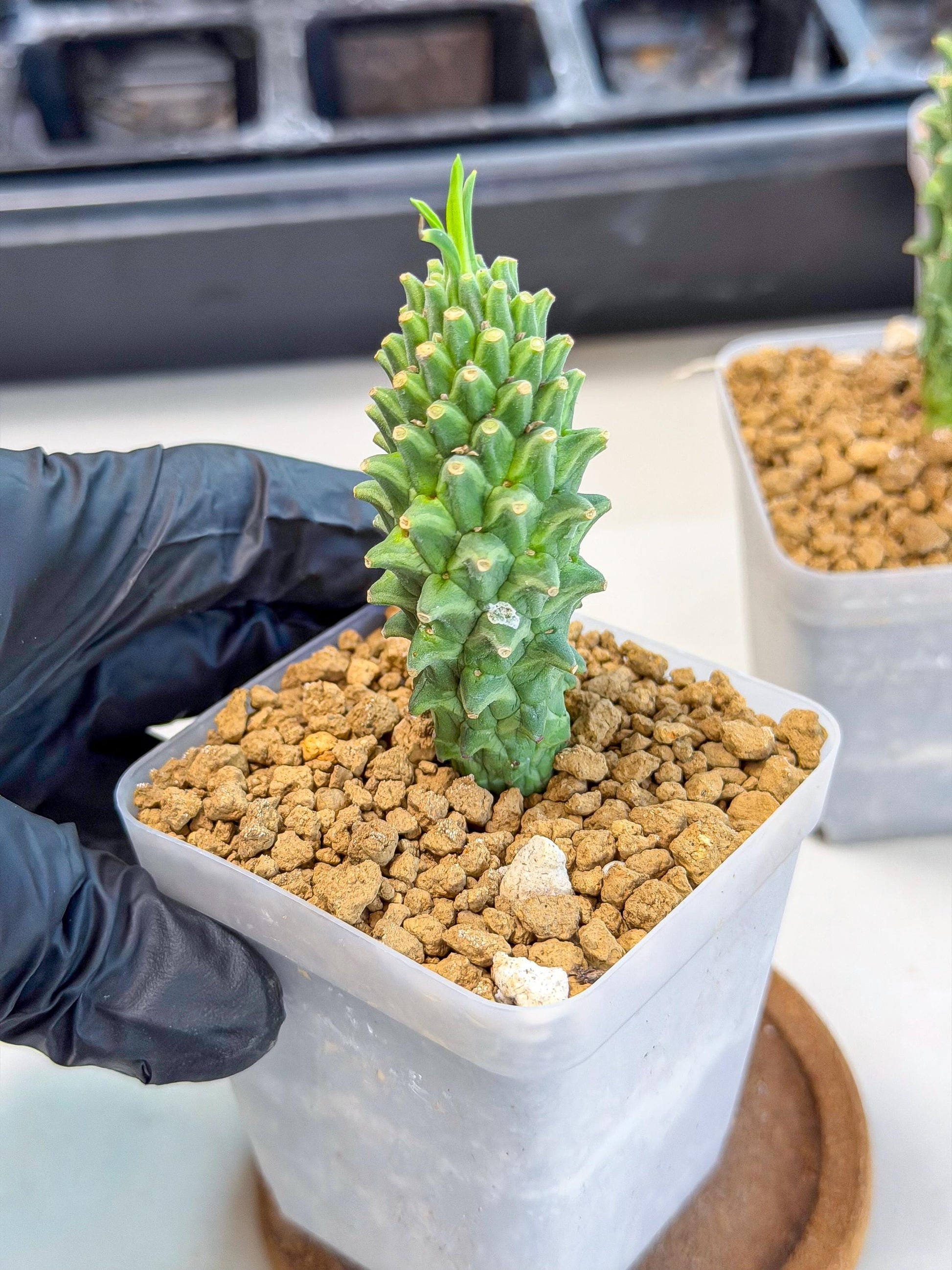 Rare Clandestina (1) | Indoor Plant