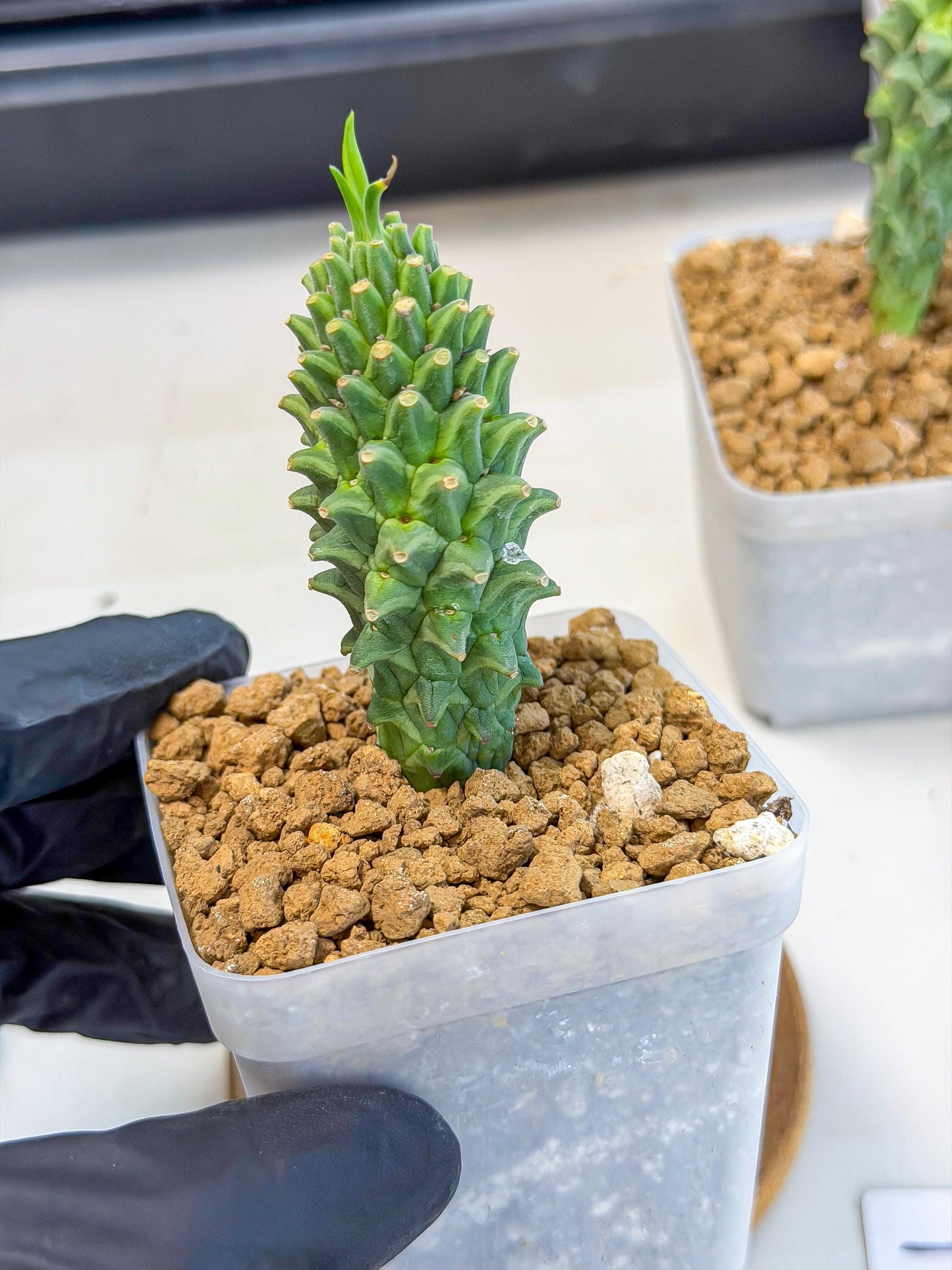 Rare Clandestina (1) | Indoor Plant