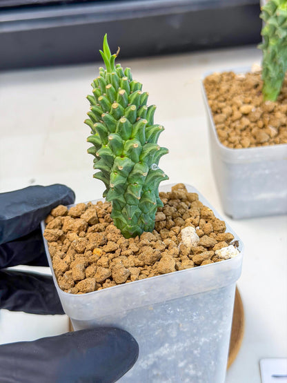 Rare Clandestina (1) | Indoor Plant