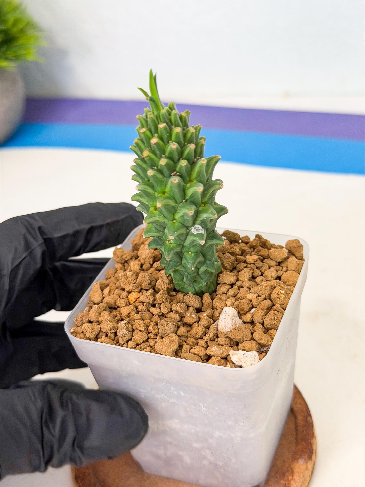 Rare Clandestina (1) | Indoor Plant