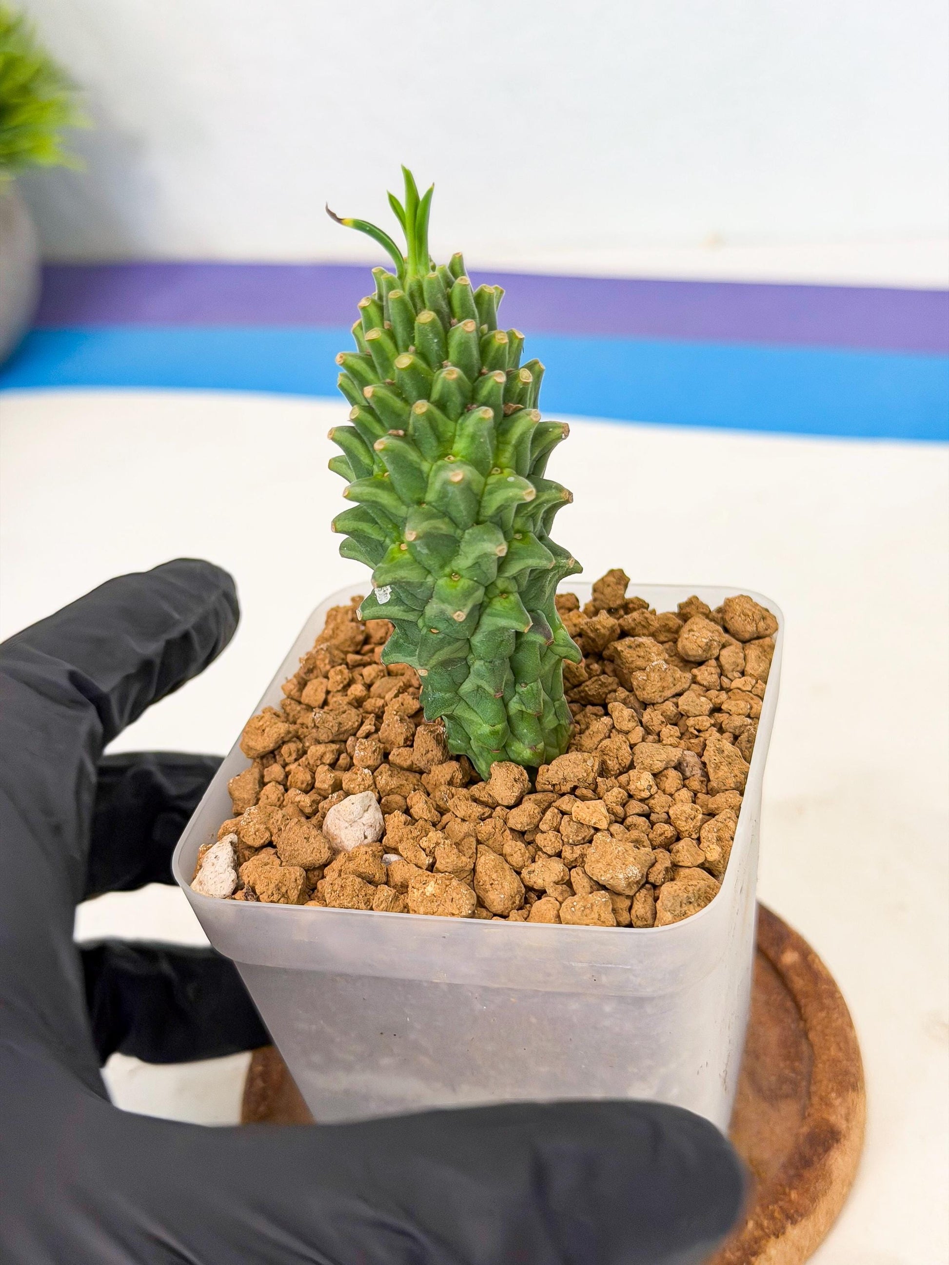 Rare Clandestina (1) | Indoor Plant