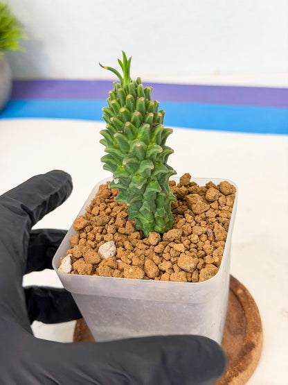 Rare Clandestina (1) | Indoor Plant