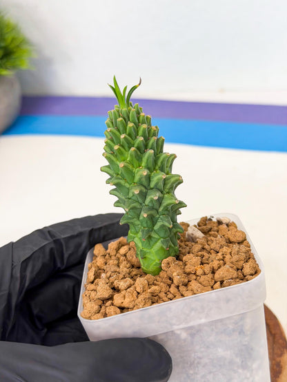 Rare Clandestina (1) | Indoor Plant