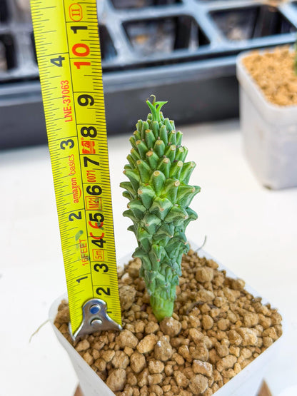 Rare Clandestina (2) | Indoor Plant