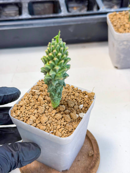 Rare Clandestina (2) | Indoor Plant