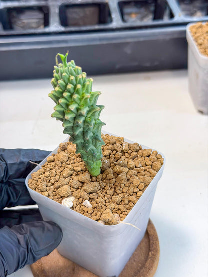 Rare Clandestina (2) | Indoor Plant