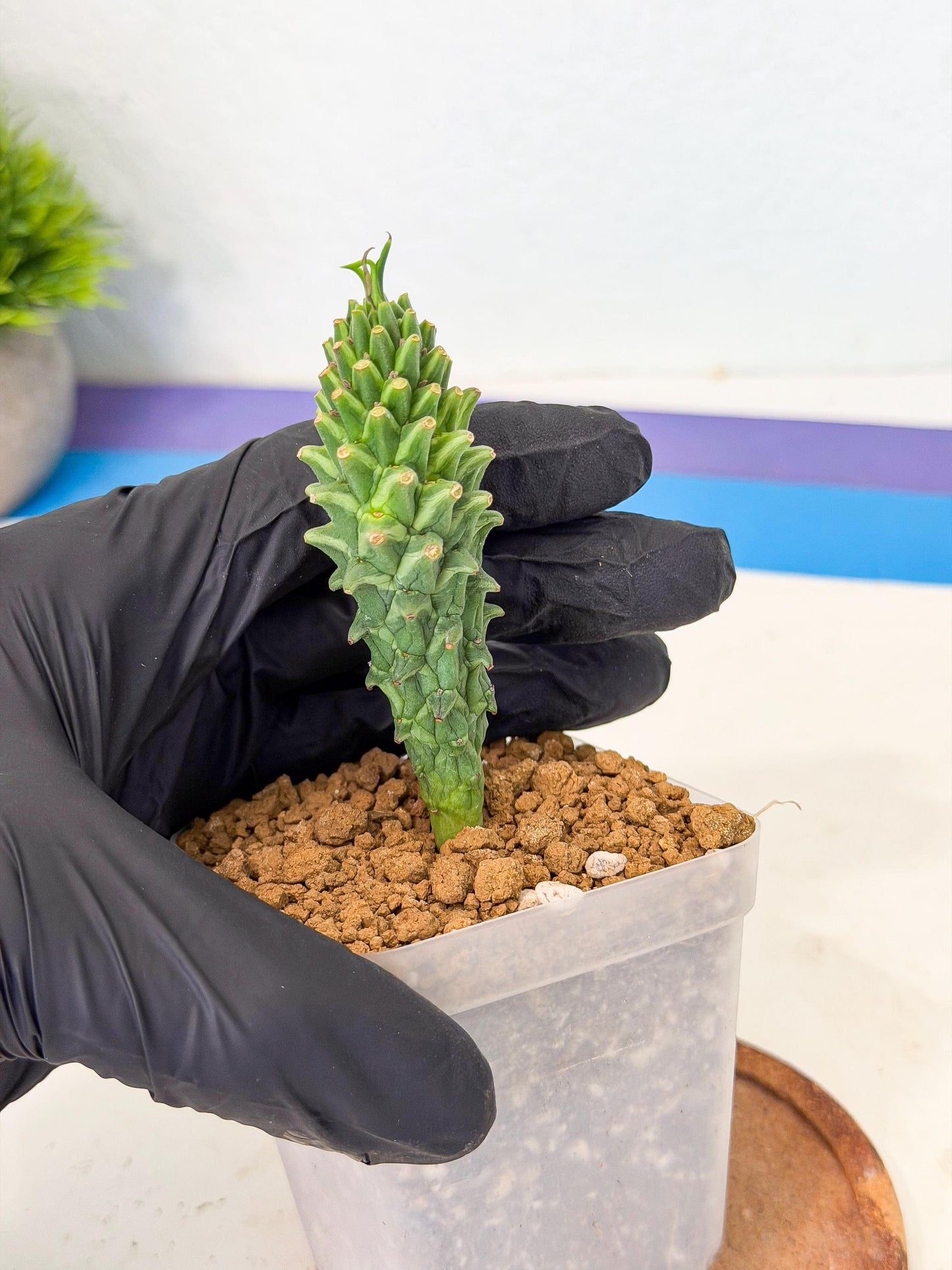 Rare Clandestina (2) | Indoor Plant