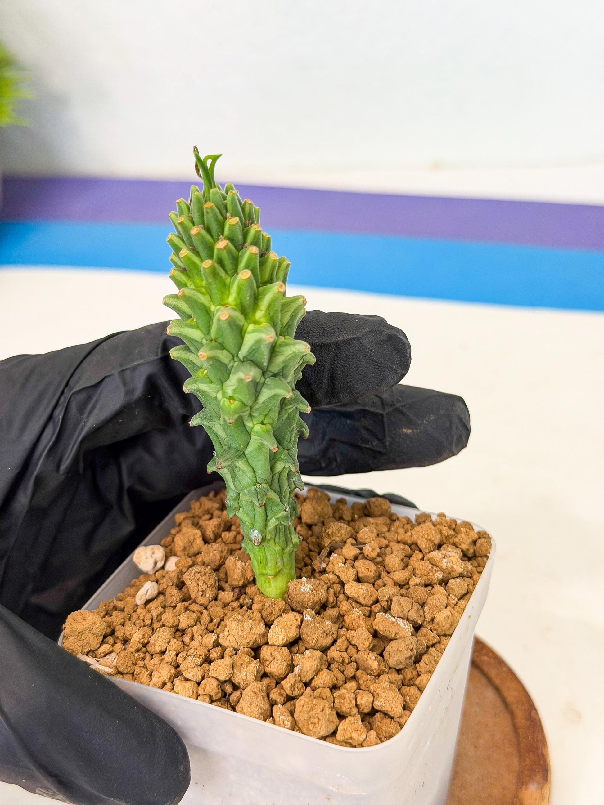 Rare Clandestina (2) | Indoor Plant