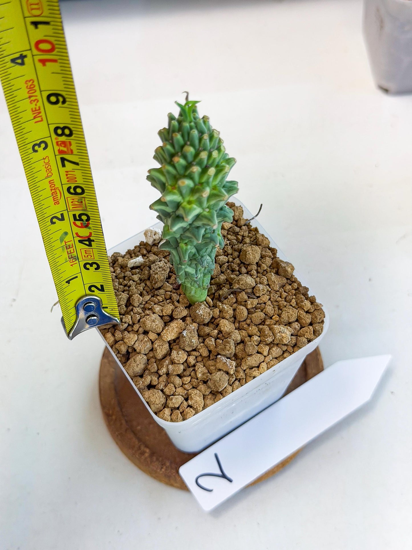 Rare Clandestina (2) | Indoor Plant