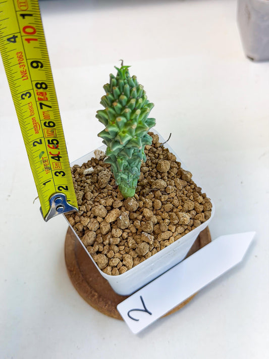Rare Clandestina (2) | Indoor Plant