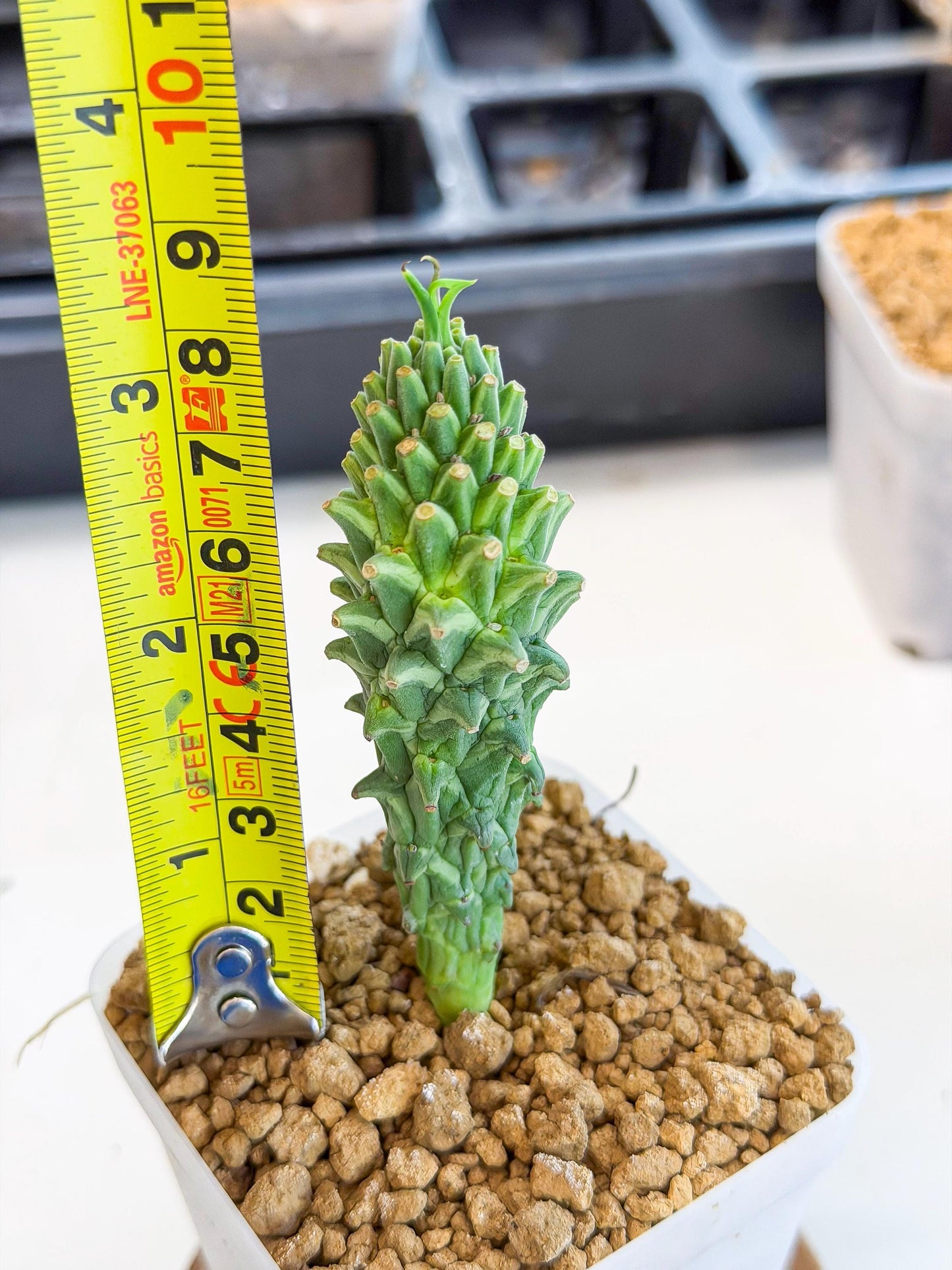 Rare Clandestina (2) | Indoor Plant