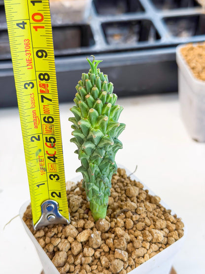 Rare Clandestina (2) | Indoor Plant