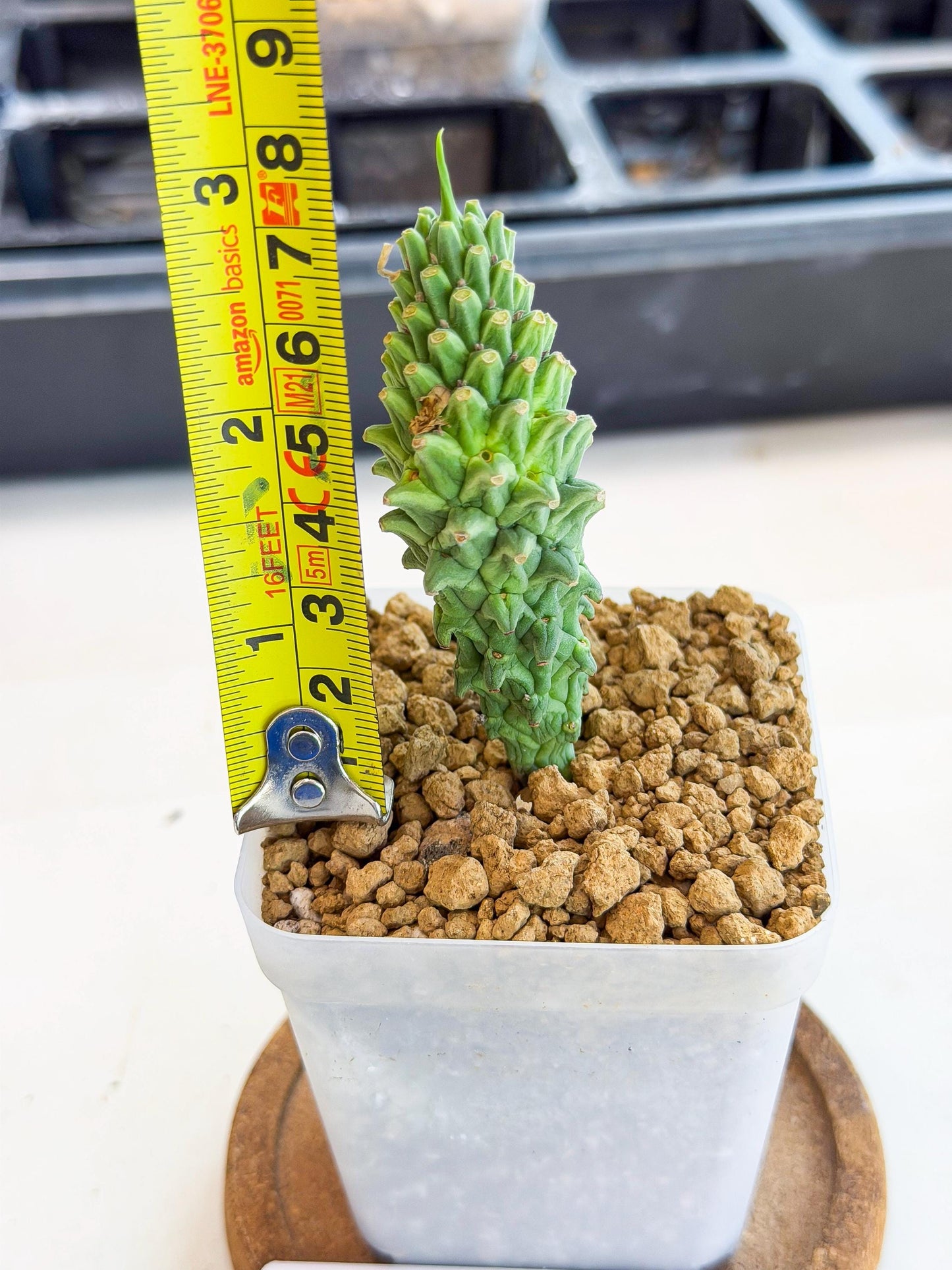 Rare Clandestina (3) | Indoor Plant