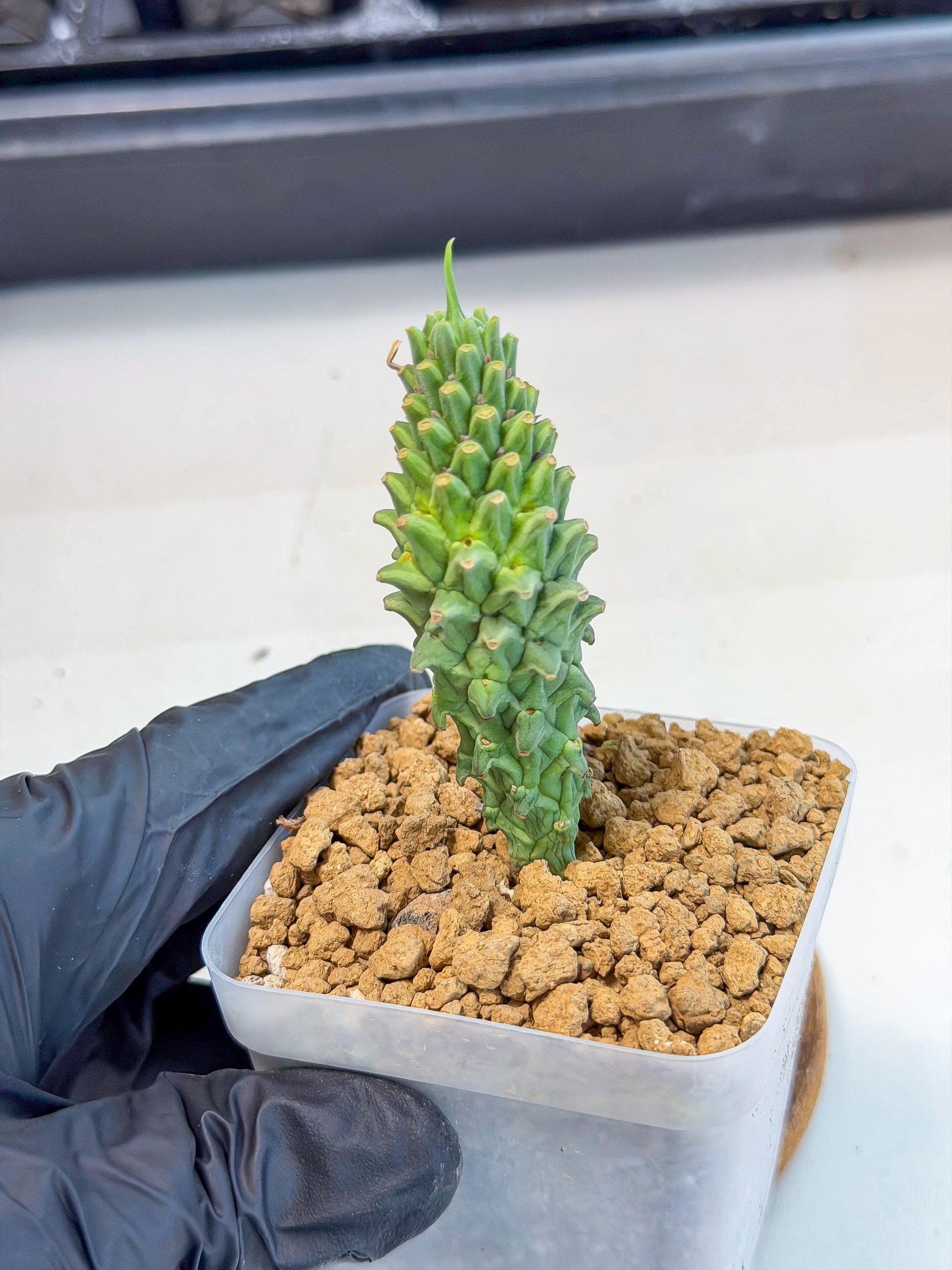 Rare Clandestina (3) | Indoor Plant