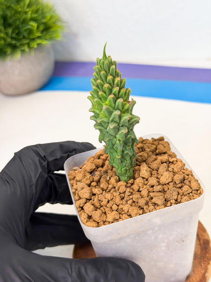 Rare Clandestina (3) | Indoor Plant