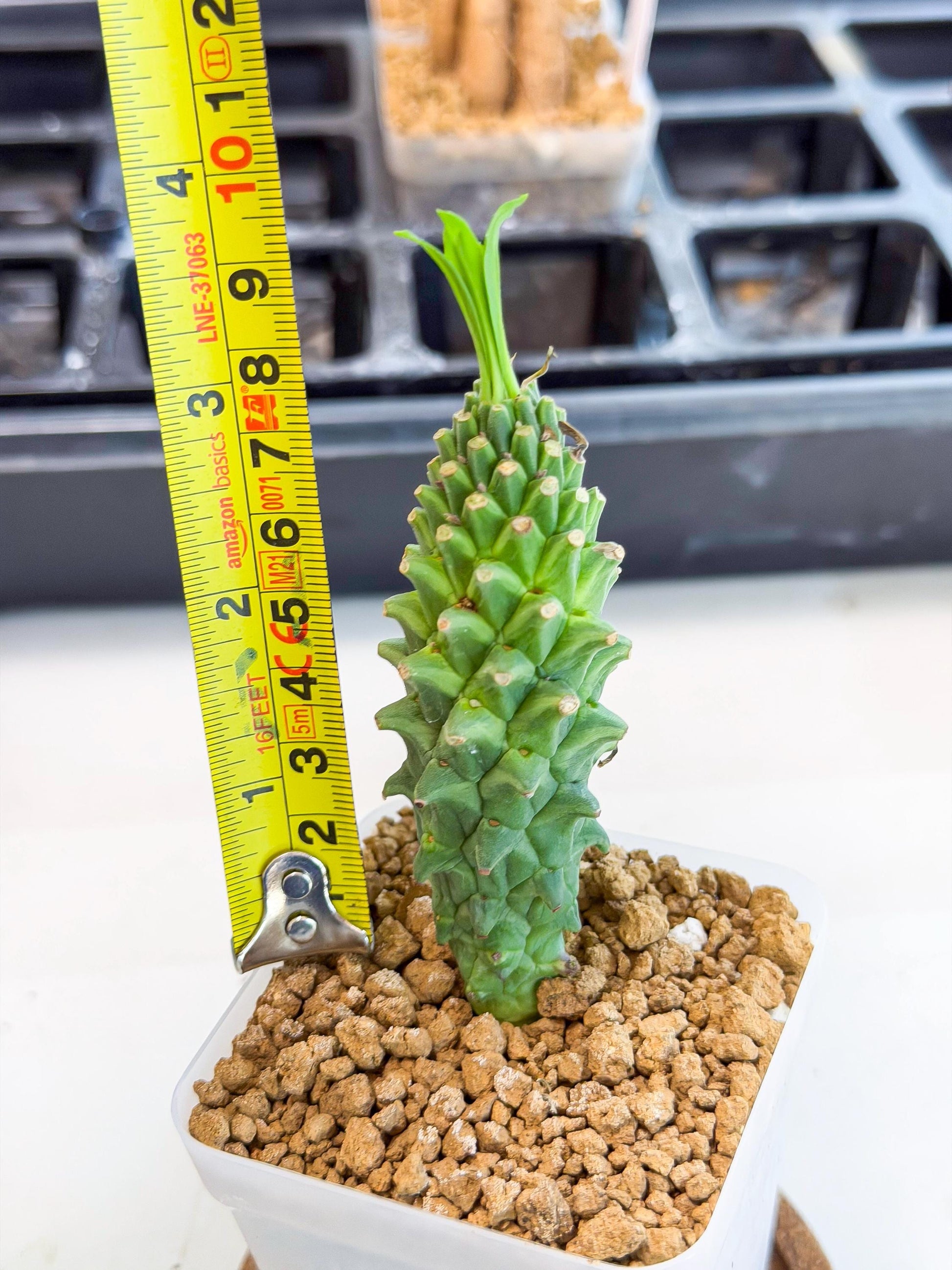 Rare Clandestina (4) | Indoor Plant
