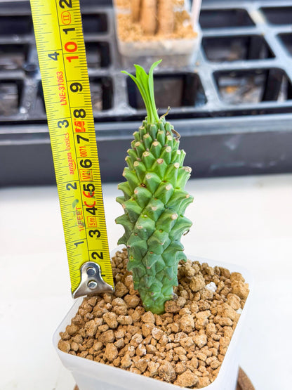 Rare Clandestina (4) | Indoor Plant