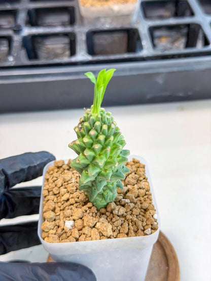 Rare Clandestina (4) | Indoor Plant