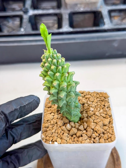 Rare Clandestina (4) | Indoor Plant