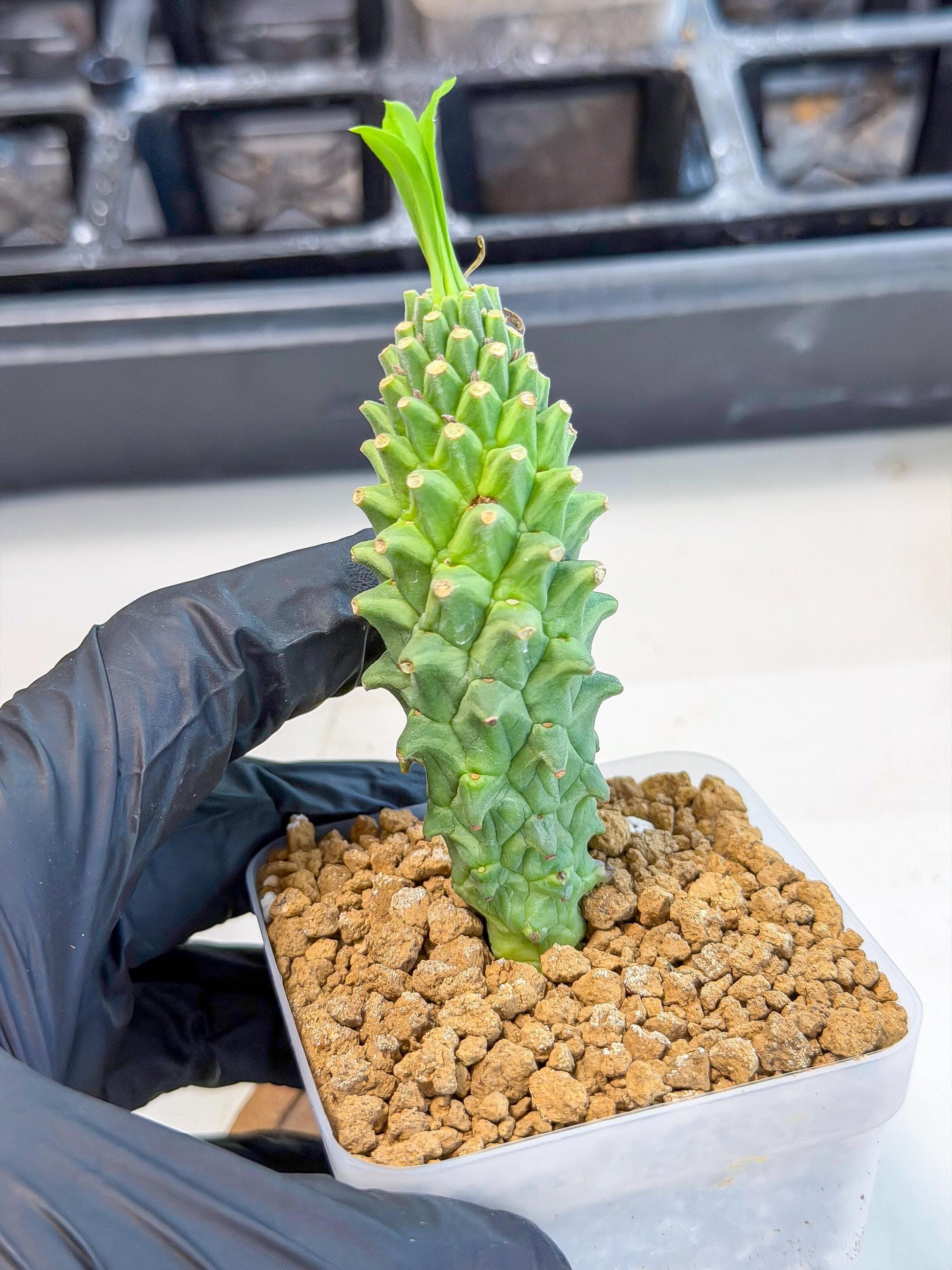 Rare Clandestina (4) | Indoor Plant