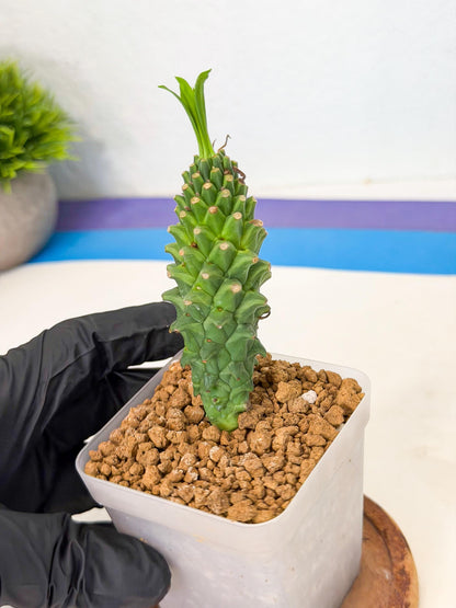 Rare Clandestina (4) | Indoor Plant