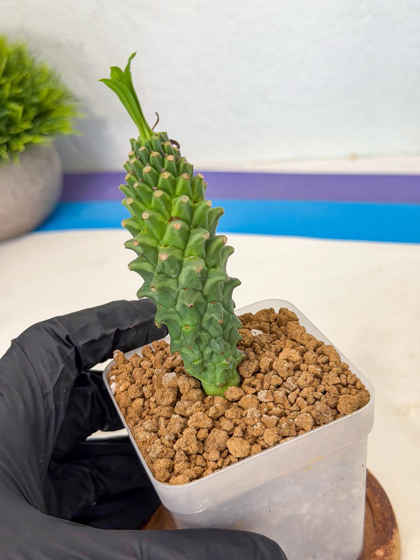 Rare Clandestina (4) | Indoor Plant